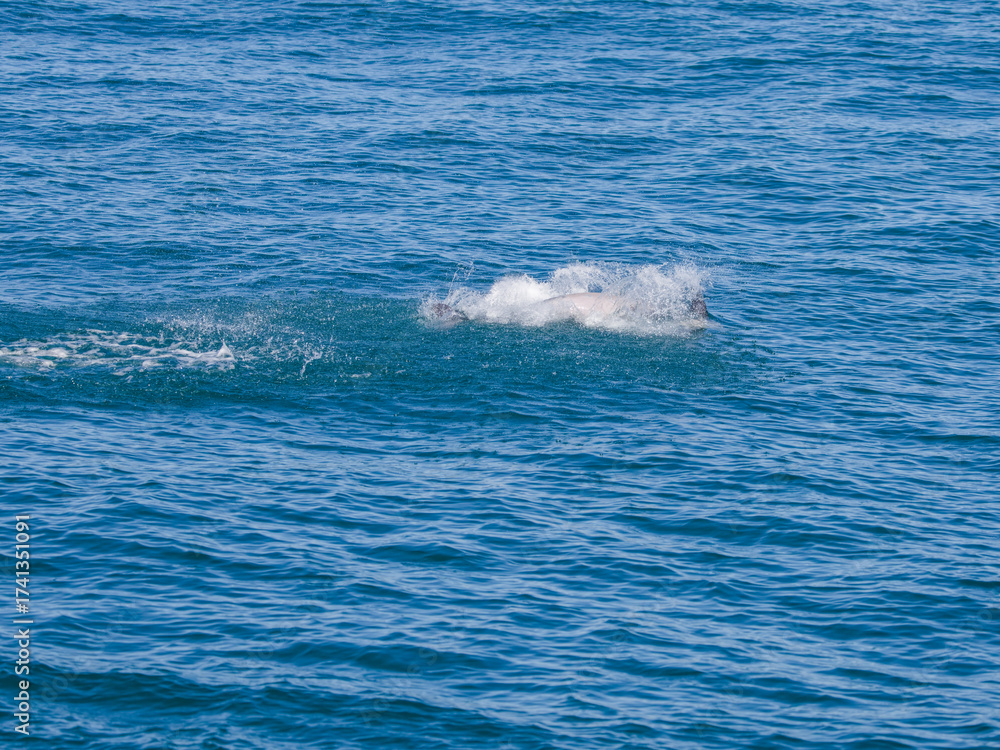 Naklejka premium Spinner dolphins in Hualien