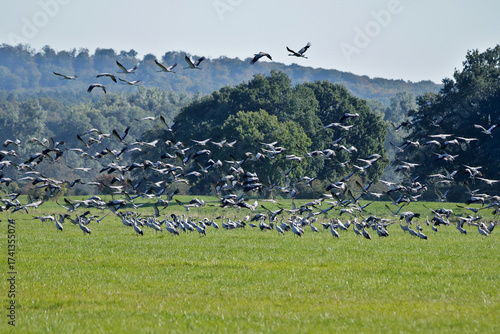 viele Kraniche im Flug