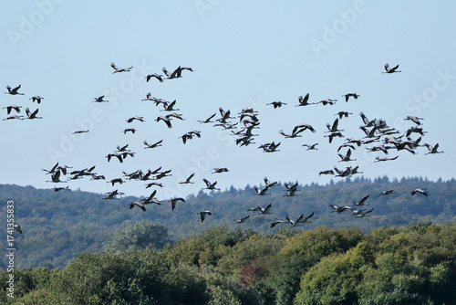 viele Kraniche im Flug