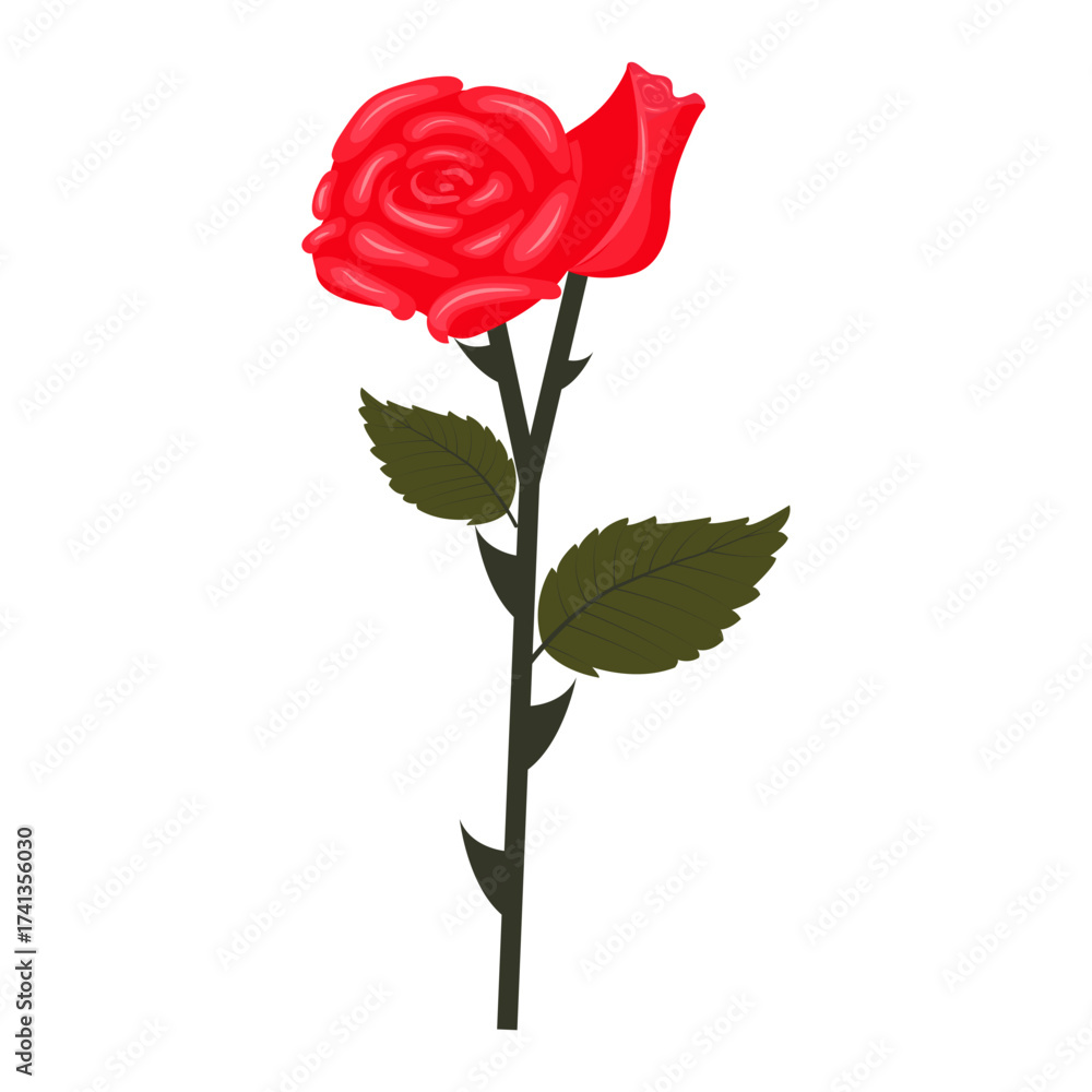 Fototapeta premium Lush flower and bud of red rose on one stem. Vector illustration isolated on white background.