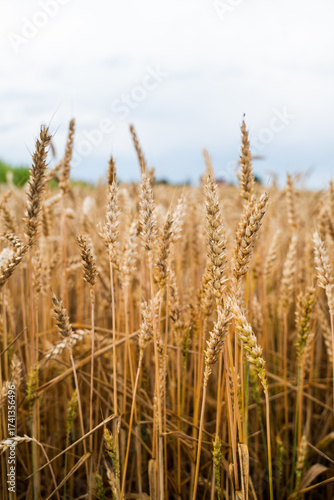 Wallpaper Mural Close up golden ripe wheat spikes in summer farmland field Torontodigital.ca