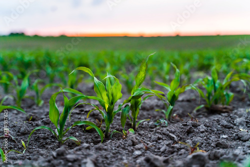 Фотография Corn field with green seedlings sprouting from soil rows close up