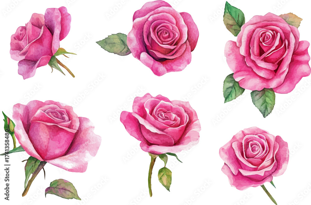 Fototapeta premium pink roses on white background