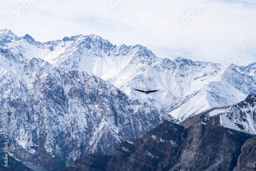 Tableau sur toile Condor en la cordillera de los Andes