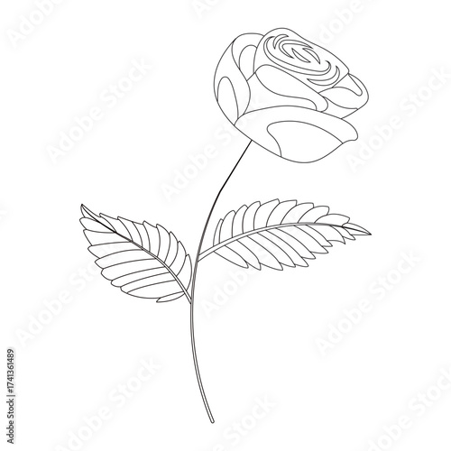Simple single rose in doodle style. Vector illustration isolated on white background.