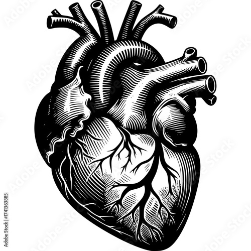 Anatomical Heart Illustration: A detailed and artistic representation of the human heart, showcasing the intricate network of vessels and chambers in a striking illustration.