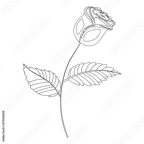 Simple single rose in doodle style. Vector illustration isolated on white background.