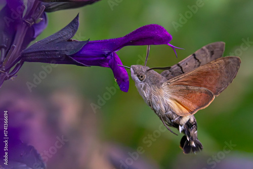 Kolibrischwärmer mit tief eingetauchtem Rüssel – Nahaufnahme am Guarani-Salbei