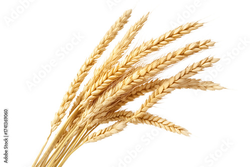 Golden wheat stalks against a stark black background