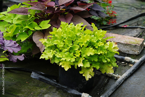 A close-up of Heuchera 