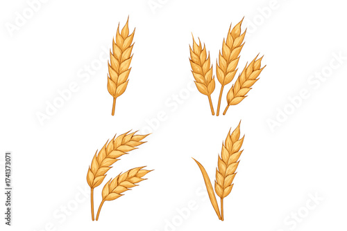 Set of golden wheat ears vector illustration. Ripe cereal grains for agriculture, harvest, and farm concepts. Natural organic food ingredient for bakery, bread, and flour.