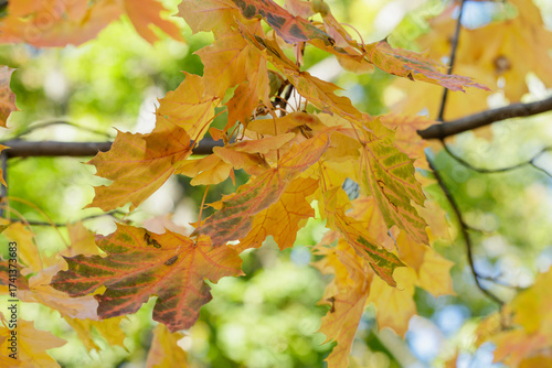 Golden fall. Norway Maple, Acer platanoides, in the garden