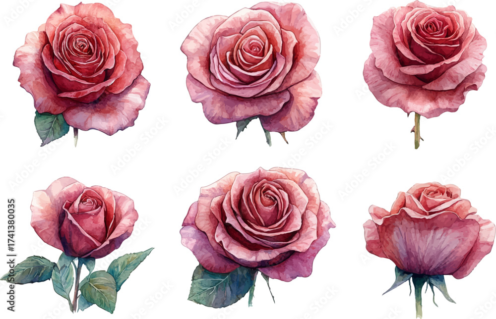Fototapeta premium set of roses isolated on white