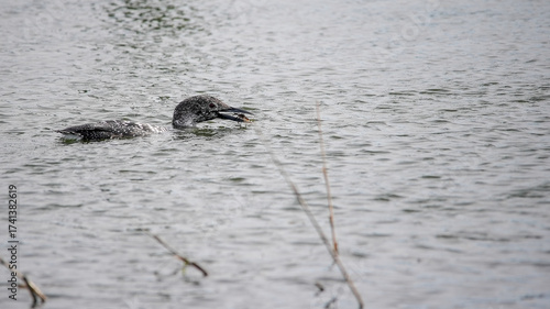 Common loon swimming in calm waters while catching small crab in a natural wetland habitat