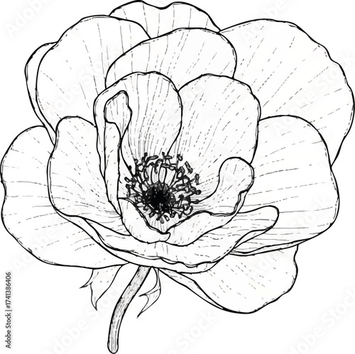 A wildflower is drawn in pencil in close-up