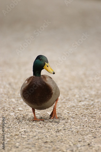Stockente
