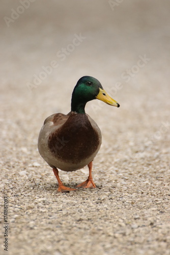 Stockente