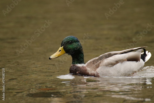 Stockente