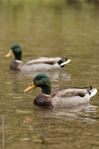 Stockente