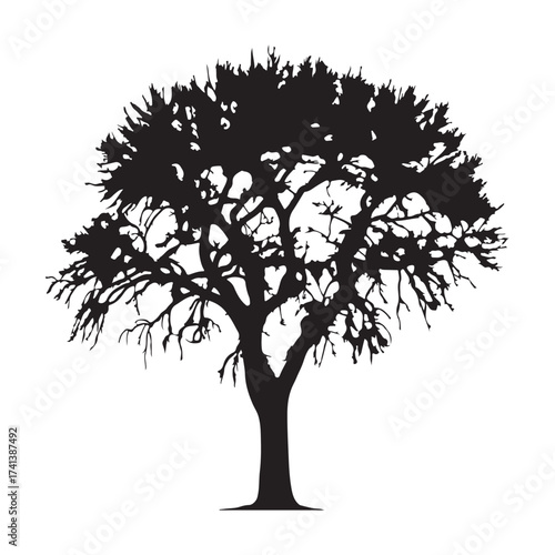 Silhouette of a mature tree with full foliage on white