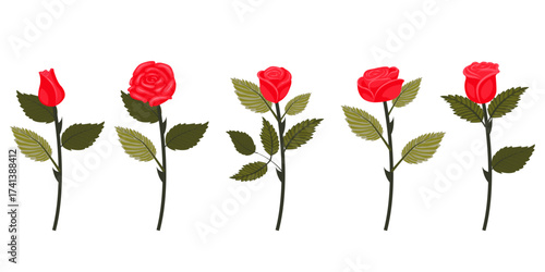 Set of bright red roses. Five flowers on slightly inclined stems. Vector illustration isolated on white background.