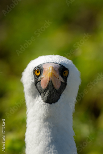 Slika na platnu Nazca booby face