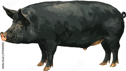 Black Pig Standing Isolated on White Background � Unique Stock Photo