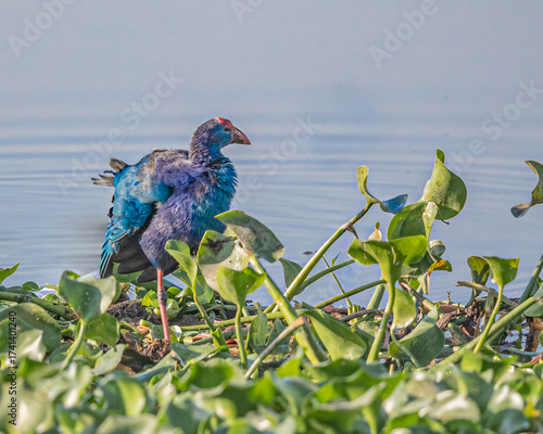 Foto A Purple Swamphen