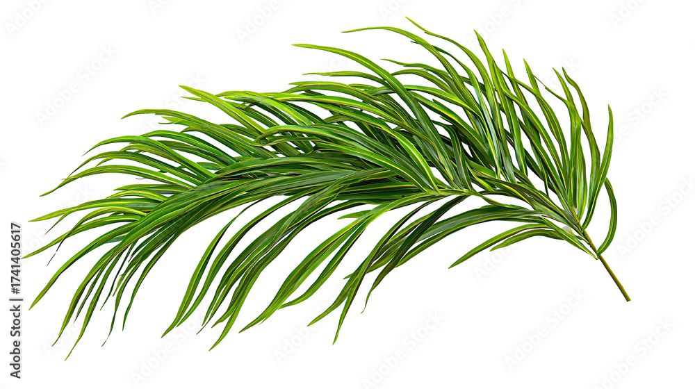 Fototapeta premium Lush and fresh green palm tree branches isolated on transparent