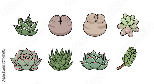 Cute Handdrawn Various Succulent Plant Collection Set Isolated Illustration