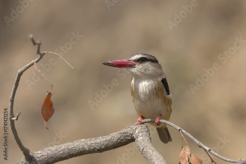 Quadro su tela Brown-hooded Kingfisher (Halcyon albiventris) perched on branch