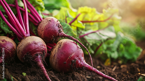 Freshly harvested beets lying in soil with green leaves in sunlight  