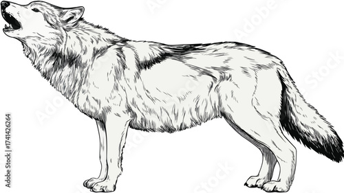 Wild Howling Wolf Dog Full Body Design Vector Illustration