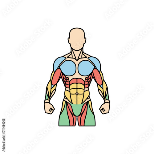 Anatomical illustration of muscular system in human body  
