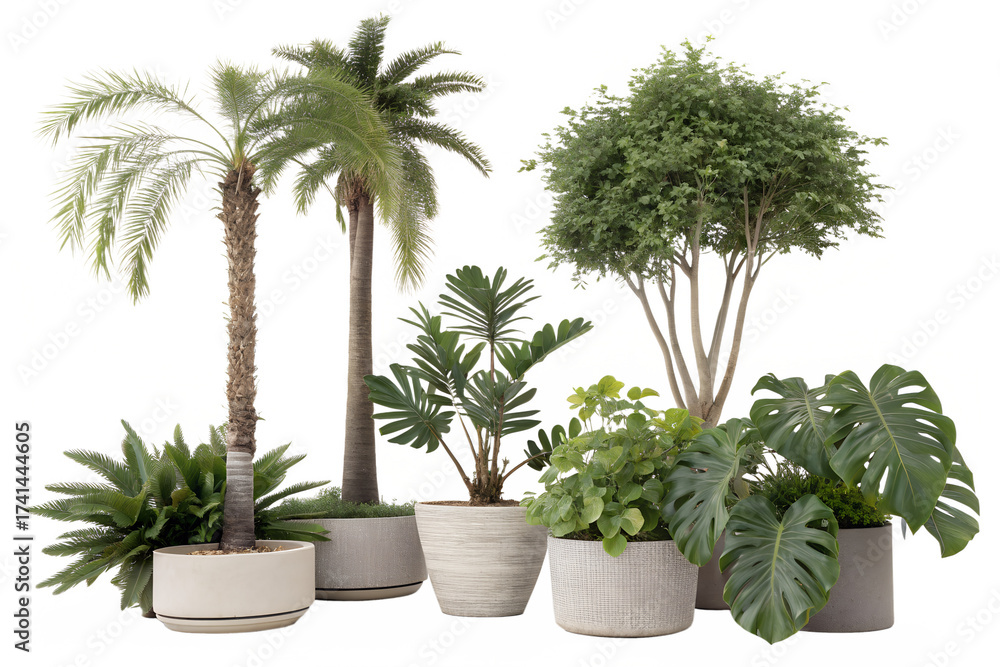 Fototapeta premium Photo of collection of potted tropical plants including palms and monstera, isolated on transparent background