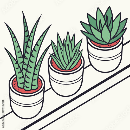 Three potted succulents on a shelf