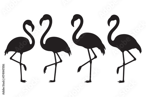 Set of Exotic Black flamingo birds silhouettes. Flamingos standing in different poses. Birds clipart, icons, symbol, logo. Vector Black silhouettes. with white background