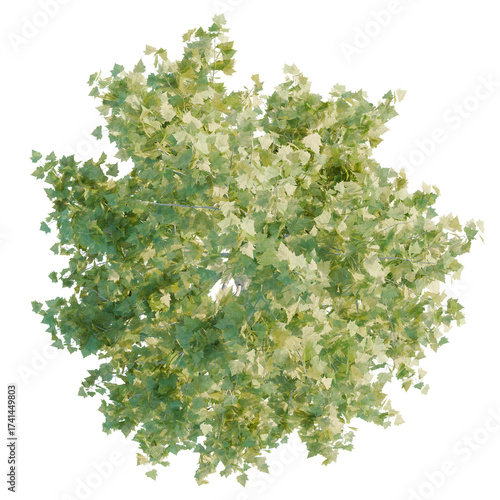 American Sycamore Tree plan, top view, cutout, transparent background, isolate, Aerial view of a lush, vibrant tree with fresh green leaves canopy