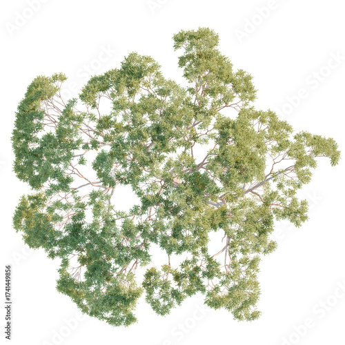 Eucalyptus Tree plan, top view, cutout, transparent background, isolate, Overhead view of a vibrant tree with lush green leaves and sturdy branches
