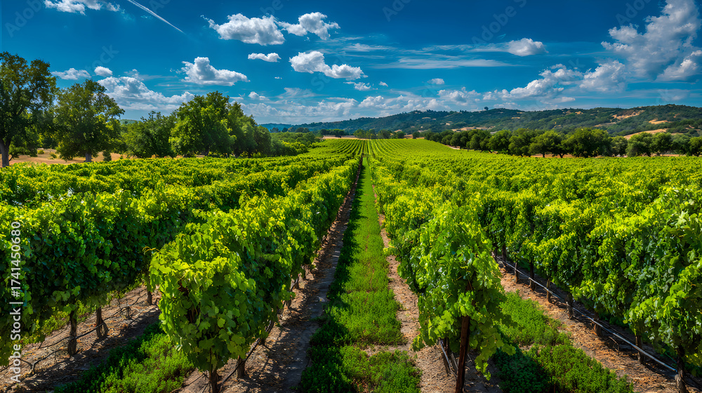 Naklejka premium Vineyard rows stretching through sunny wine country landscape