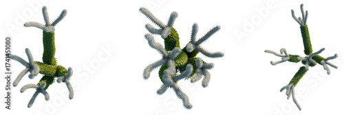 Wallpaper Mural Alluaudia procera Tree plan, top view, cutout, transparent background, isolate, Unique pine tree fractal pattern perfect for textures and backgrounds Torontodigital.ca