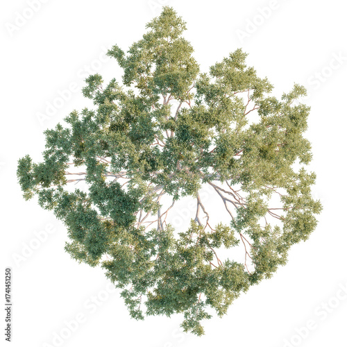 Eucalyptus Tree plan, top view, cutout, transparent background, isolate, Lush green tree top canopy view, ideal for landscaping and design needs