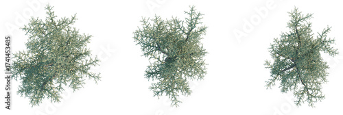 Photos Euphorbia stenoclada Tree plan, top view, cutout, transparent background, isolat