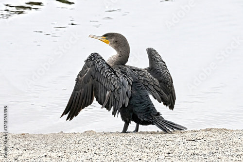 Cormorant drying its wings