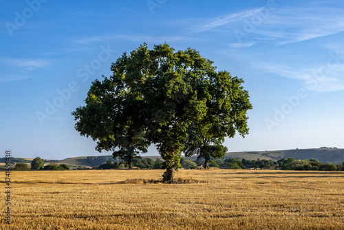 Farmland in rural Sussex on a sunny summer's day