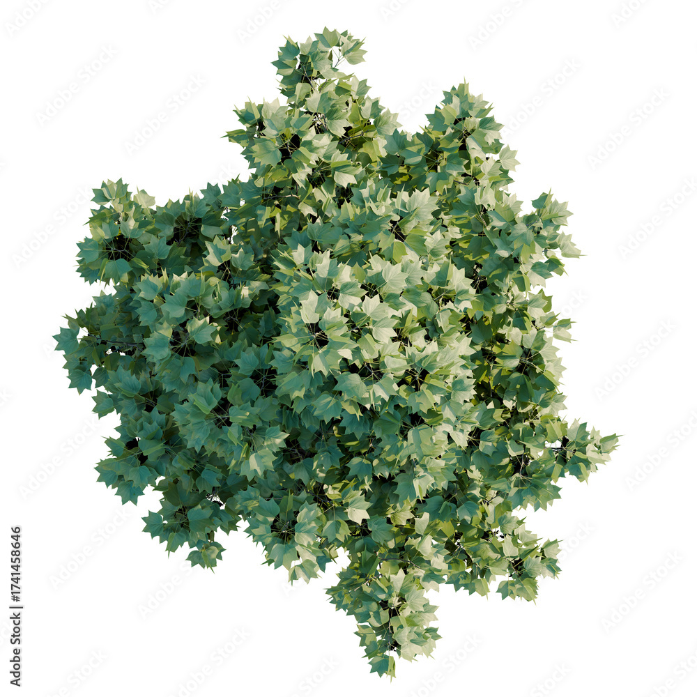 Obraz premium Liriodendron Tree plan, top view, cutout, transparent background, isolate, Lush green tree foliage from above creates peaceful natural texture