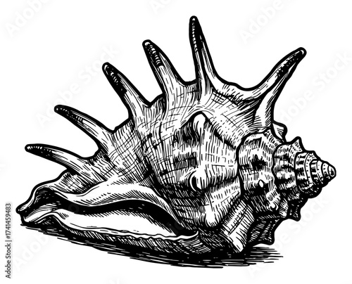 Detailed Conch Shell Ocean Sea Snail Marine Black and White Outline Line Art Drawing