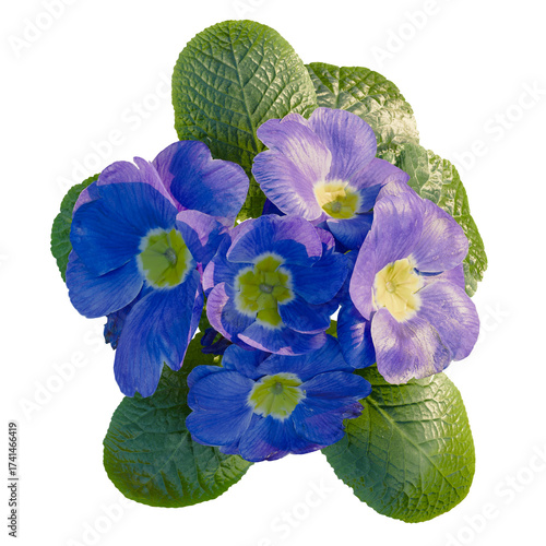 Primula blue Tree plan, top view, cutout, transparent background, isolate, Stunning primrose blossoms display vibrant spring colors and freshness