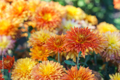 Fototapeta Naklejka Na Ścianę i Meble -  Close up, macro of beautiful orange yellow korean garden chrysanthemum flowers in full autumn bloom, in fall garden, creating bright seasonal floral background, wallpaper