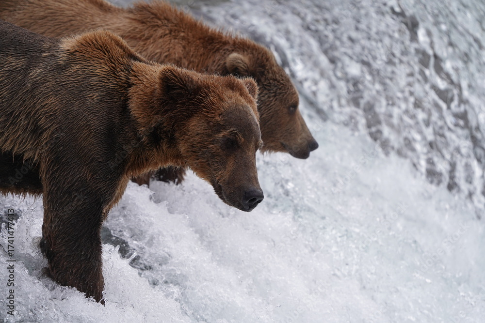 Fototapeta premium Brown Bear